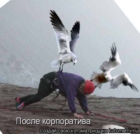 Котоматрица: После корпоратива