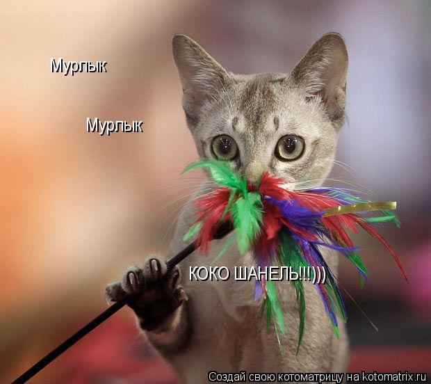 Котоматрица: Мурлык Мурлык  КОКО ШАНЕЛЬ!!!)))