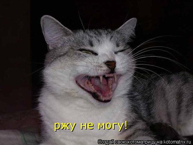 Котоматрица: ржу не могу!