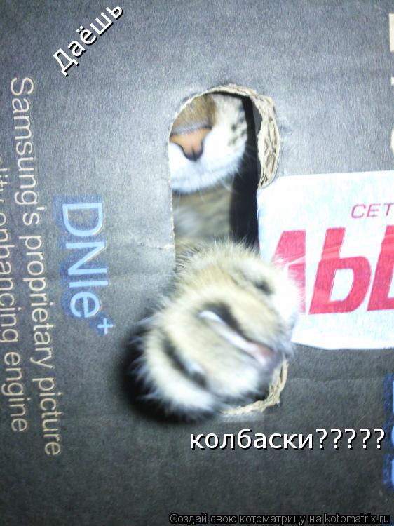 Котоматрица: Даёшь  колбаски?????