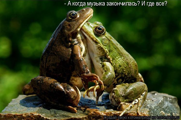 Котоматрица: - А когда музыка закончилась? И где все?