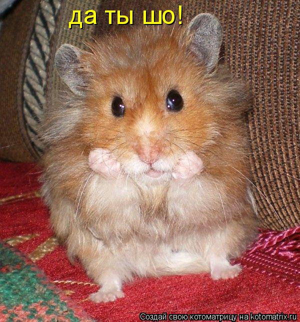 Котоматрица: да ты шо!