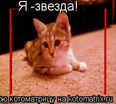 Котоматрица: Я -звезда!