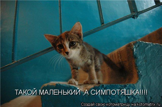 Котоматрица: ТАКОЙ МАЛЕНЬКИЙ ,А СИМПОТЯШКА!!!!