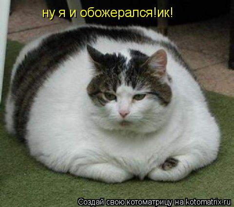 Котоматрица: ну я и обожерался!ик!