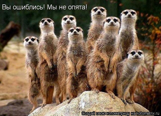 Котоматрица: Вы ошиблись! Мы не опята!
