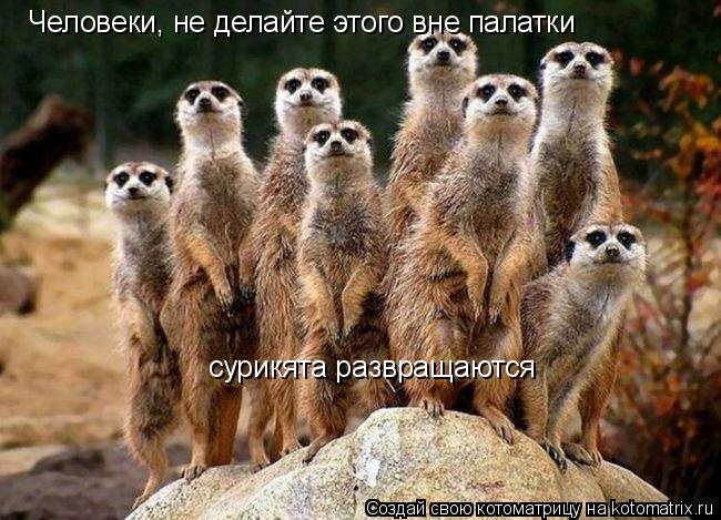 Котоматрица: Человеки, не делайте этого вне палатки сурикята развращаются