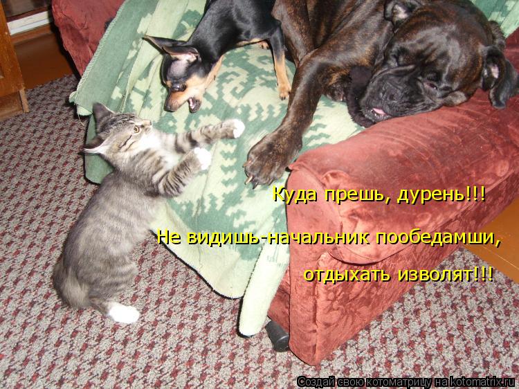 Не видишь-начальник пообедамши, отдыхать изволят!!! Куда прешь, дурень!!!... Котоматрица: Не видишь-начальник пообедамши, отдыхать изволят!!! Куда прешь, дурень!!!