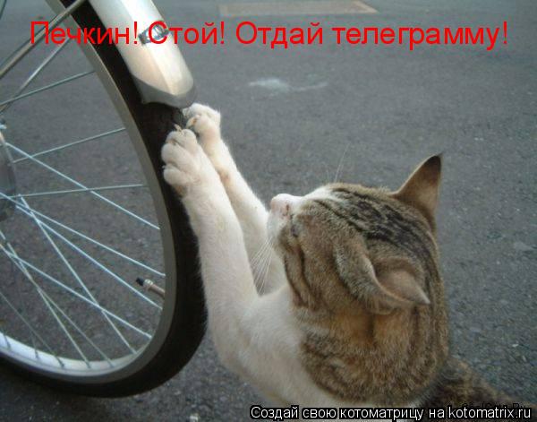Котоматрица: Печкин! Стой! Отдай телеграмму!