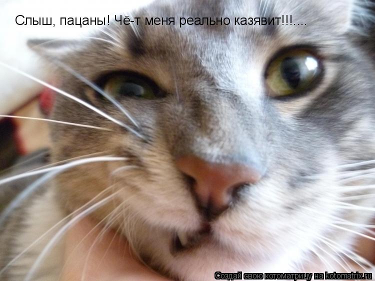 Котоматрица: Слыш, пацаны! Чё-т меня реально казявит!!!....