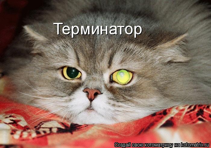 Котоматрица: Терминатор