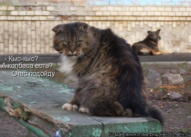 Котоматрица: - Кыс-кыс? А колбаса есть? Счас подойду.
