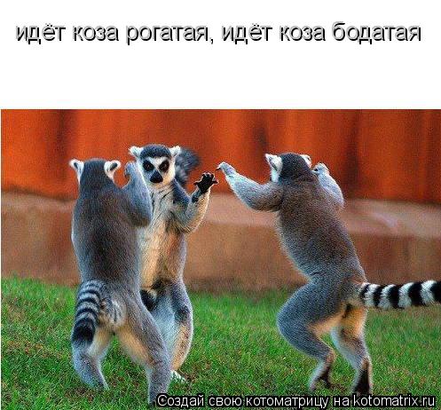 Котоматрица: идёт коза рогатая, идёт коза бодатая