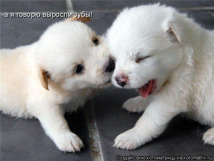 Котоматрица: -а я говорю выросли зубы!