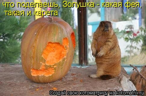 что поделаешь, Золушка - какая фея, такая и карета... Котоматрица: что поделаешь, Золушка - какая фея, такая и карета