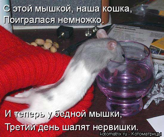 Котоматрица: Поигралася немножко.  С этой мышкой, наша кошка, И теперь у бедной мышки, Третий день шалят нервишки.