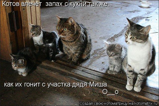 Котоматрица: Котов влечёт  запах с кухни так же, как их гонит с участка дядя Миша О__о