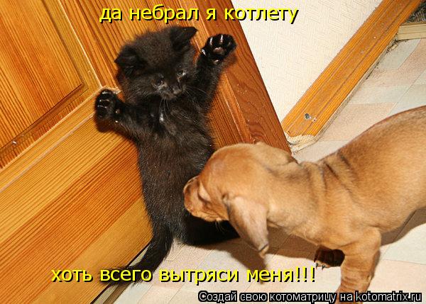 да небрал я котлету хоть всего вытряси меня!!!... Котоматрица: да небрал я котлету хоть всего вытряси меня!!!