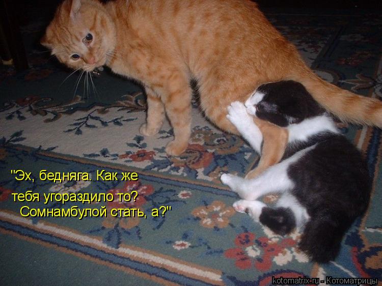 "Эх, бедняга. Как же тебя угораздило то? Сомнамбулой стать, а?"... Котоматрица: "Эх, бедняга. Как же тебя угораздило то? Сомнамбулой стать, а?"