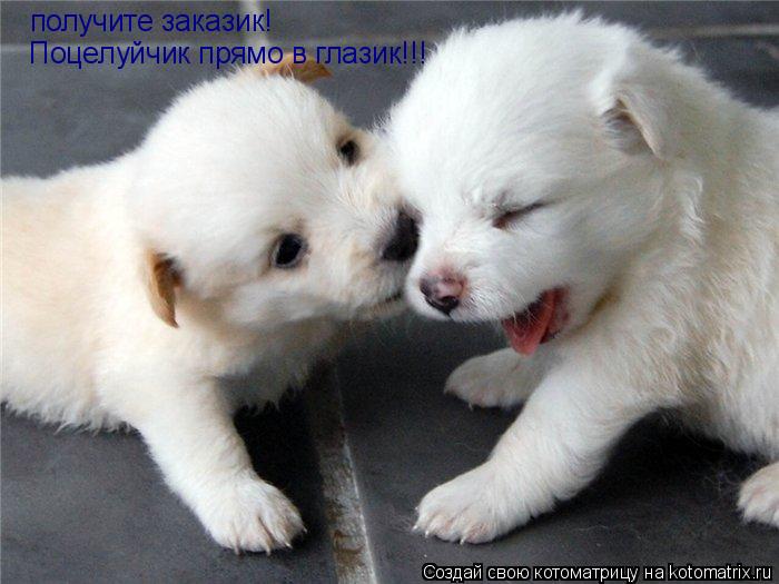 получите заказик! Поцелуйчик прямо в глазик!!!... Котоматрица: получите заказик! Поцелуйчик прямо в глазик!!!
