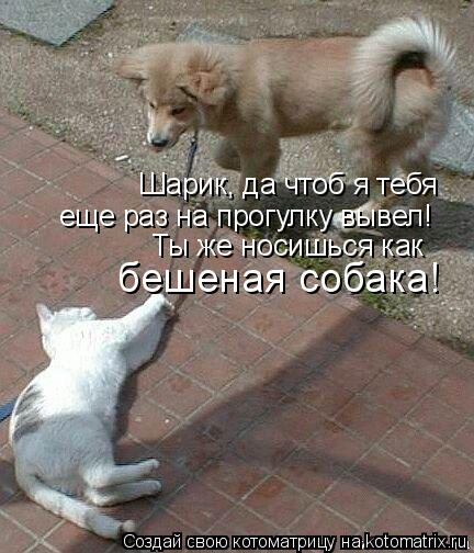 Шарик, да чтоб я тебя еще раз на прогулку вывел! Ты же носишься как бешеная собака!... Котоматрица: Шарик, да чтоб я тебя еще раз на прогулку вывел! Ты же носишься как бешеная собака!