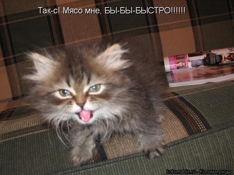 Так-с! Мясо мне, БЫ-БЫ-БЫСТРО!!!!!!... Котоматрица: Так-с! Мясо мне, БЫ-БЫ-БЫСТРО!!!!!!