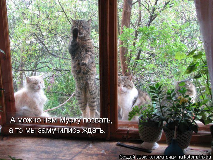 А можно нам Мурку позвать, а то мы замучились ждать.... Котоматрица: А можно нам Мурку позвать, а то мы замучились ждать.