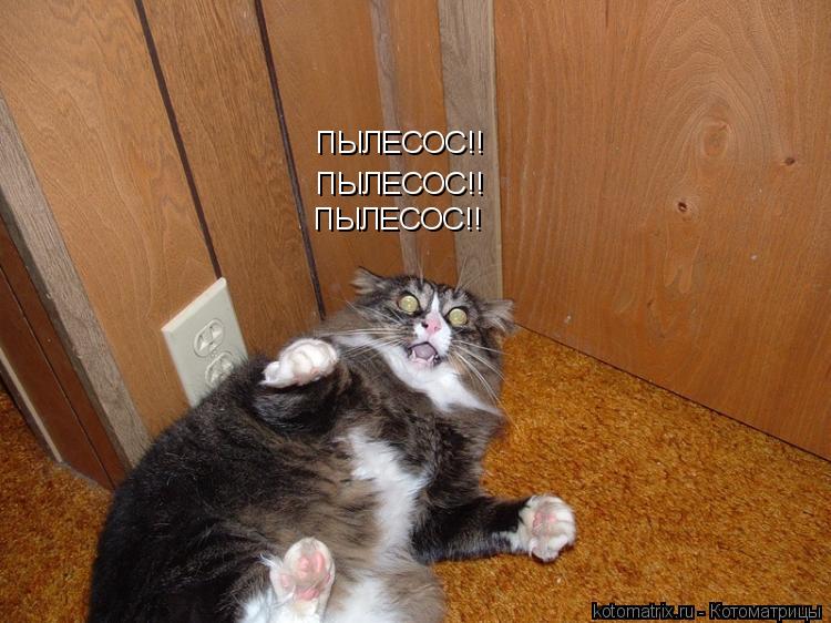 ПЫЛЕСОС!! ПЫЛЕСОС!! ПЫЛЕСОС!!... Котоматрица: ПЫЛЕСОС!! ПЫЛЕСОС!! ПЫЛЕСОС!!