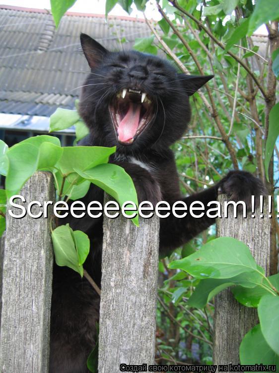 Screeeeeeeeeam!!!!!!... Котоматрица: Screeeeeeeeeam!!!!!!