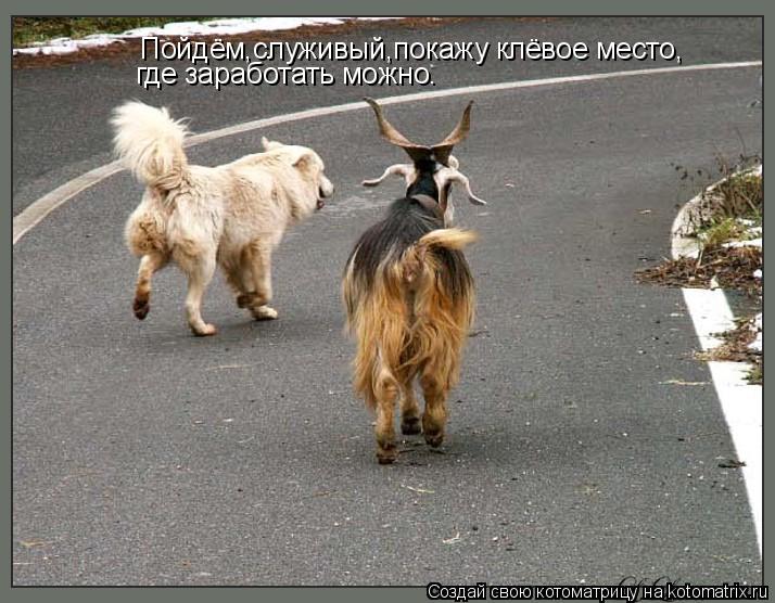 Пойдём,служивый,покажу клёвое место, где заработать можно.... Котоматрица: Пойдём,служивый,покажу клёвое место, где заработать можно.
