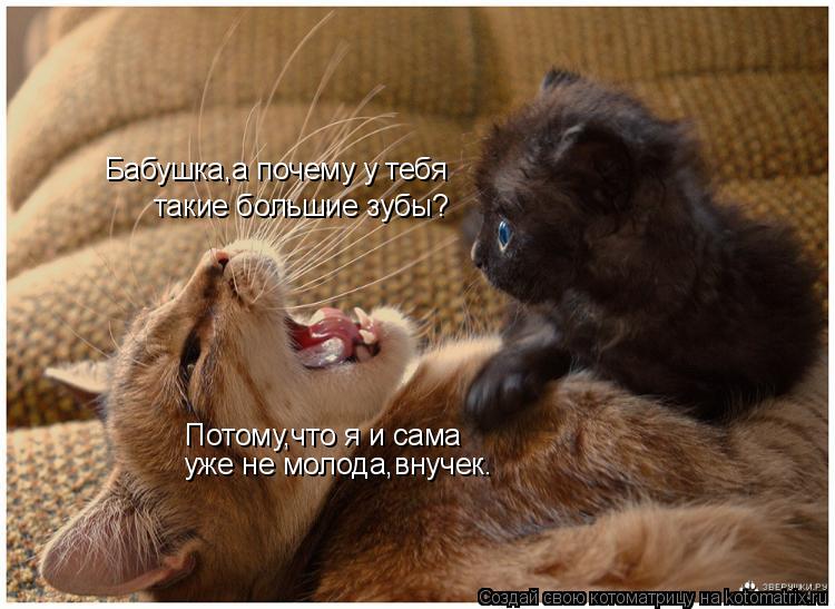 Бабушка,а почему у тебя такие большие зубы? Потому,что я и сама уже не молода,внучек.... Котоматрица: Бабушка,а почему у тебя такие большие зубы? Потому,что я и сама уже не молода,внучек.