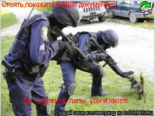 Стоять,покажите ВАШИ документы! Вот, держите: лапы, усы и хвост!... Котоматрица: Стоять,покажите ВАШИ документы! Вот, держите: лапы, усы и хвост!