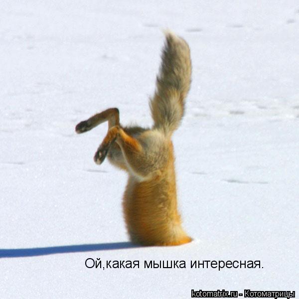 Ой,какая мышка интересная.... Котоматрица: Ой,какая мышка интересная.