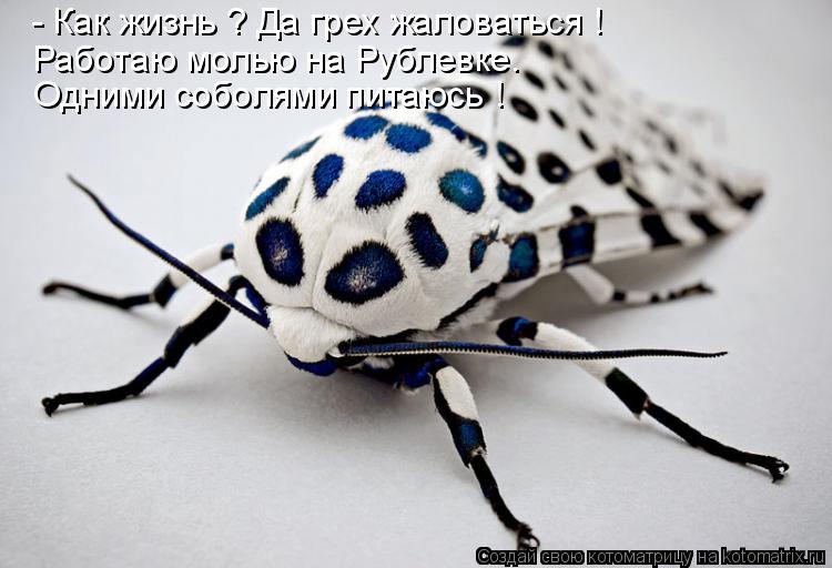 Котоматрица: Одними соболями питаюсь ! Работаю молью на Рублевке. - Как жизнь ? Да грех жаловаться !