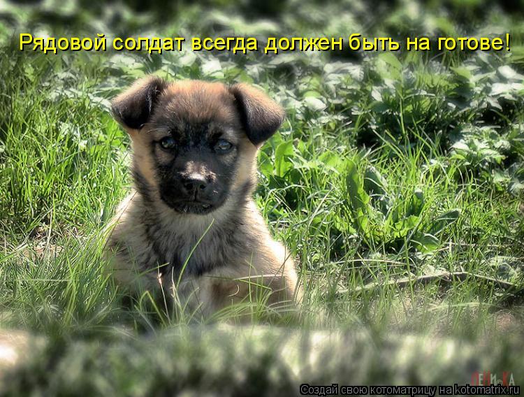 Рядовой солдат всегда должен быть на готове!... Котоматрица: Рядовой солдат всегда должен быть на готове!