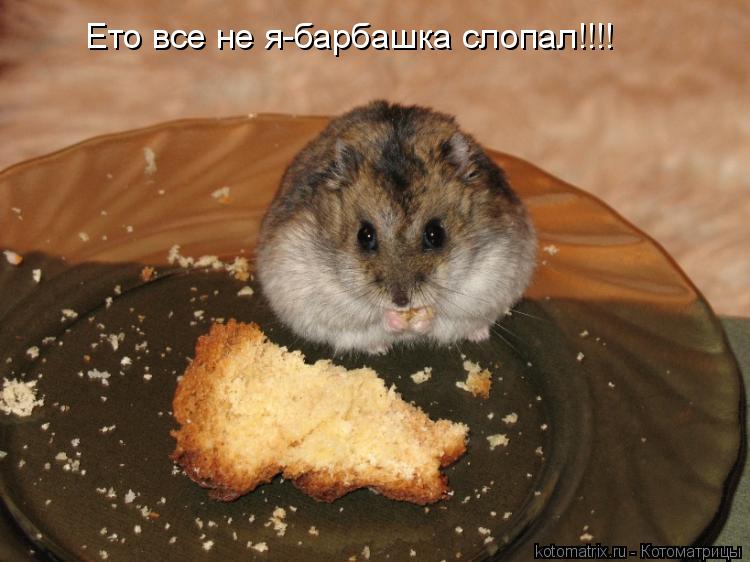 Ето все не я-барбашка слопал!!!!... Котоматрица: Ето все не я-барбашка слопал!!!!