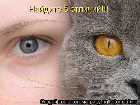 Найдите 5 отличий!!!... Котоматрица: Найдите 5 отличий!!!
