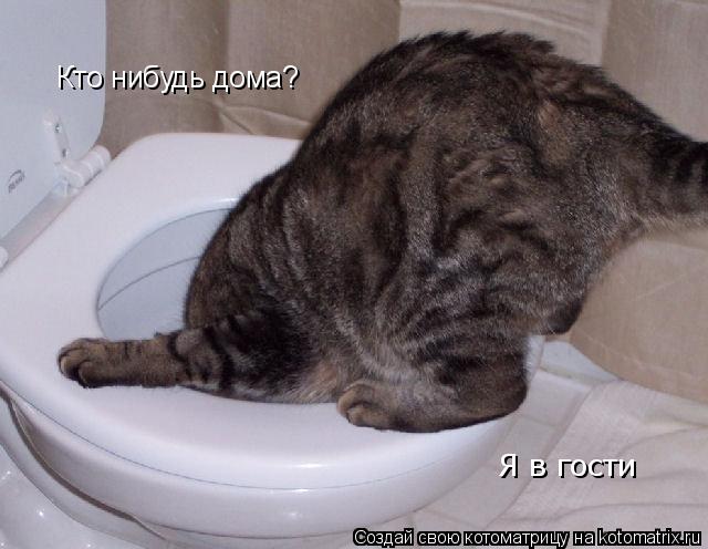 Кто нибудь дома? Я в гости... Котоматрица: Кто нибудь дома? Я в гости