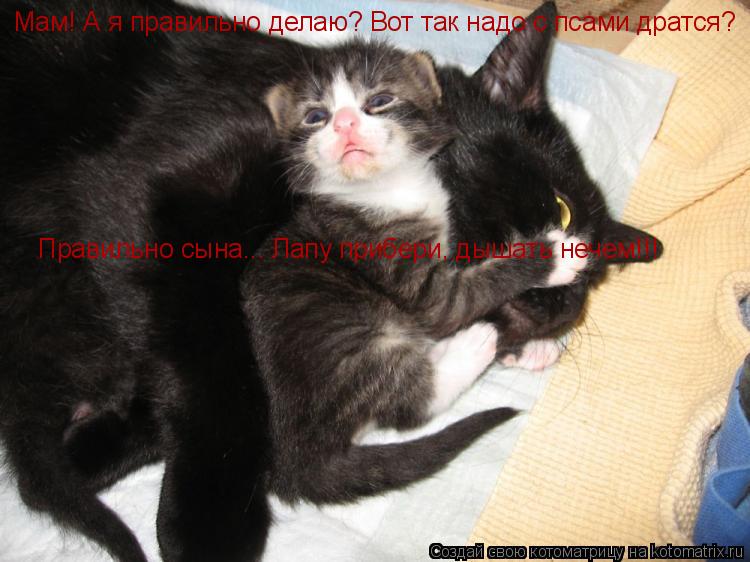 Мам! А я правильно делаю? Вот так надо с псами дратся? Правильно сына... Лапу прибери, дышать нечем!!... Котоматрица: Мам! А я правильно делаю? Вот так надо с псами дратся? Правильно сына... Лапу прибери, дышать нечем!!!