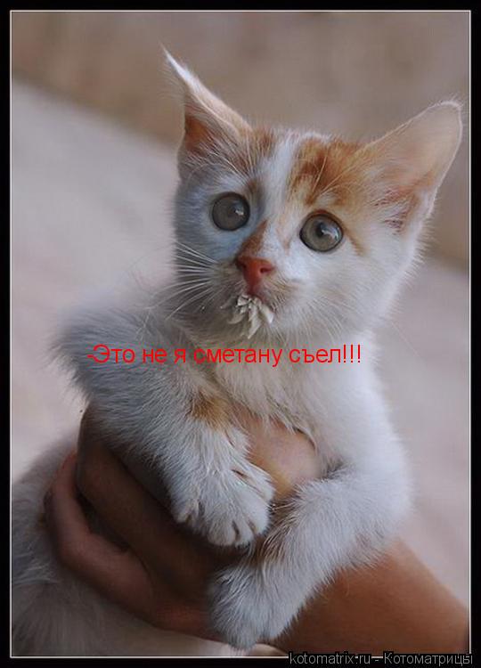 -Это не я сметану съел!!!... Котоматрица: -Это не я сметану съел!!!