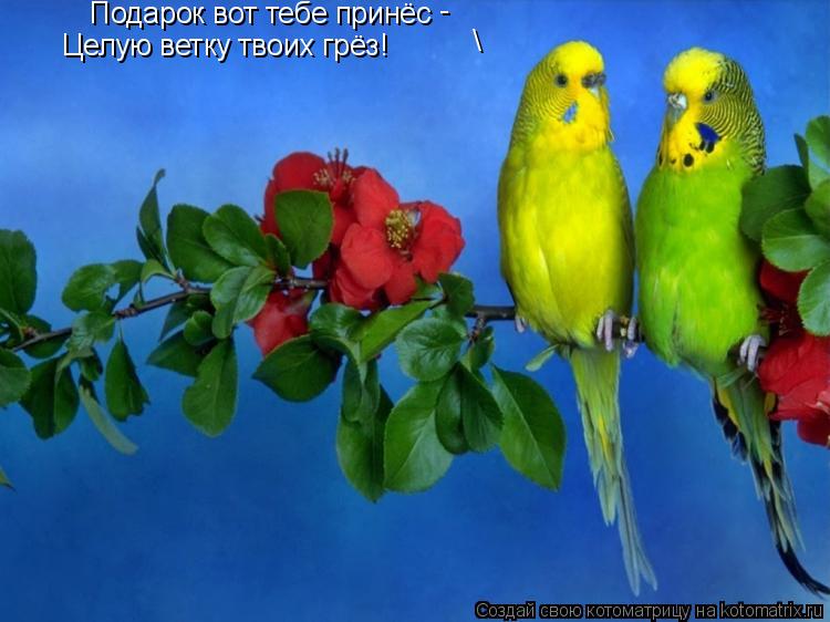 Подарок вот тебе принёс Целую ветку твоих грёз! - \... Котоматрица: Подарок вот тебе принёс Целую ветку твоих грёз! - \