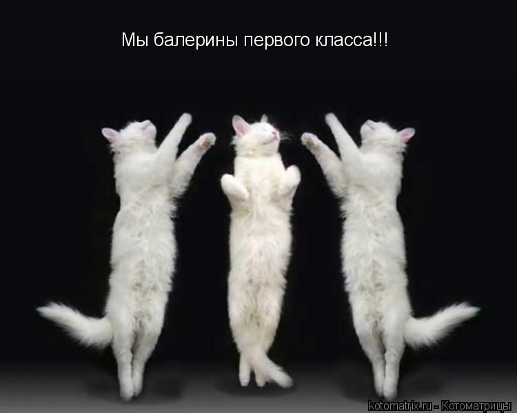 Мы балерины первого класса!!!... Котоматрица: Мы балерины первого класса!!!
