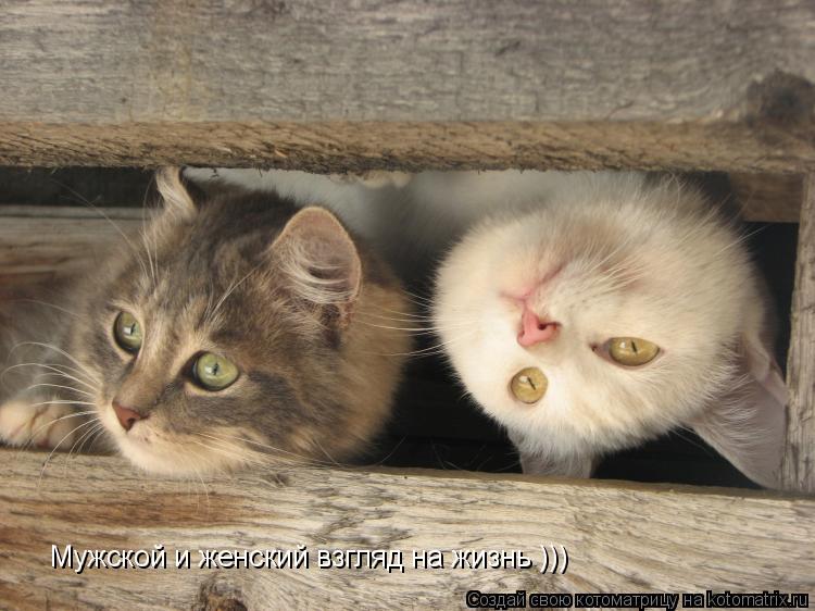 Мужской и женский взгляд на жизнь )))... Котоматрица: Мужской и женский взгляд на жизнь )))