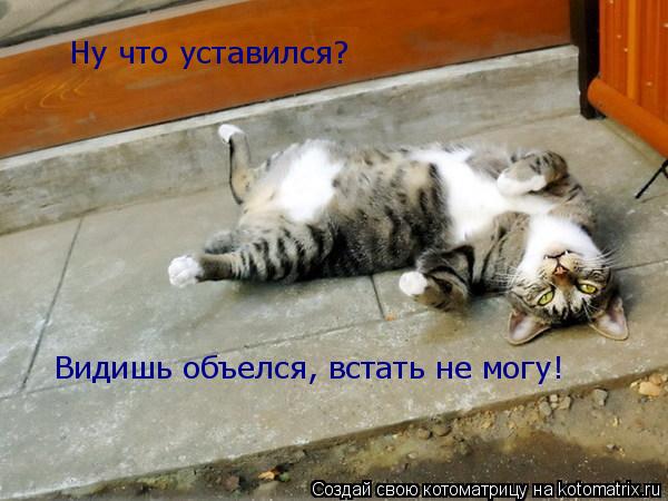 Ну что уставился? Видишь объелся, встать не могу!... Котоматрица: Ну что уставился? Видишь объелся, встать не могу!