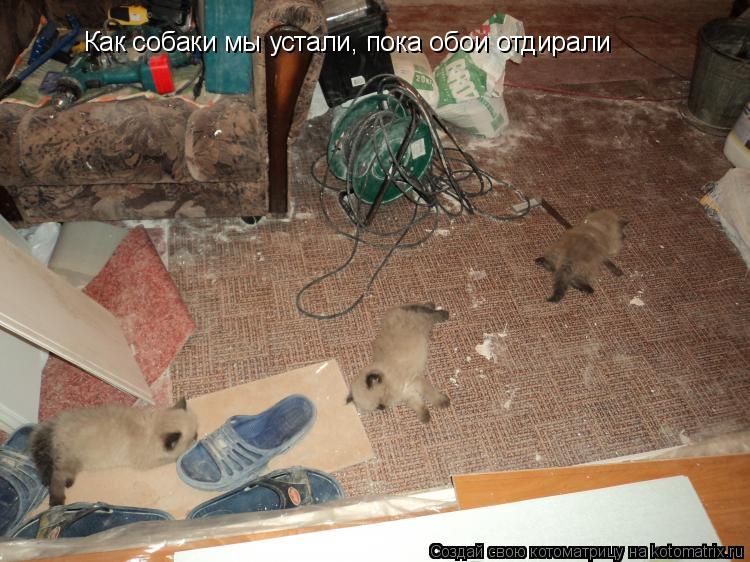 Как собаки мы устали, пока обои отдирали... Котоматрица: Как собаки мы устали, пока обои отдирали