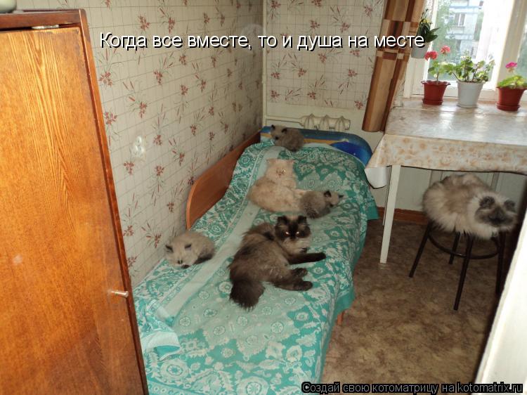 Когда все вместе, то и душа на месте... Котоматрица: Когда все вместе, то и душа на месте