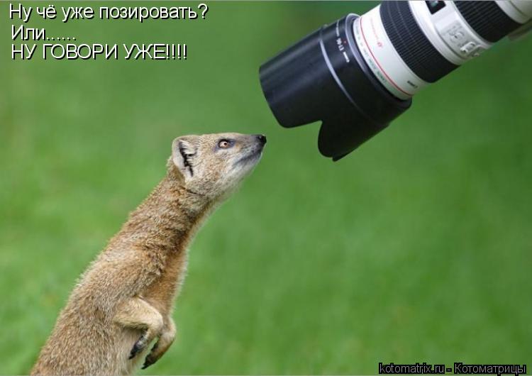 Ну чё уже позировать? Или...... НУ ГОВОРИ УЖЕ!!!!... Котоматрица: Ну чё уже позировать? Или...... НУ ГОВОРИ УЖЕ!!!!