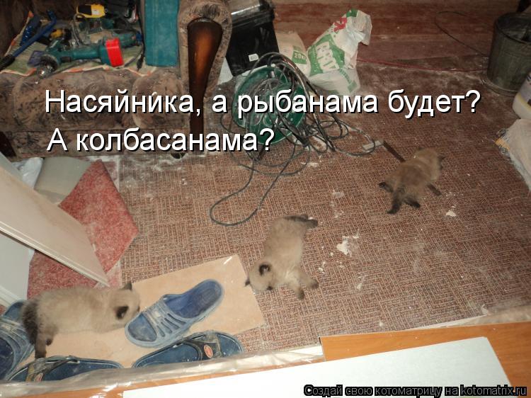 Насяйника, а рыбанама будет? А колбасанама?... Котоматрица: Насяйника, а рыбанама будет? А колбасанама?
