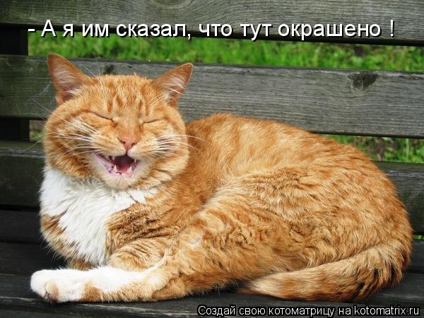 Котоматрица: - А я им сказал, что тут окрашено !