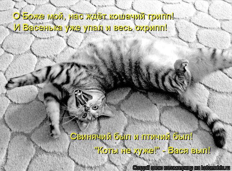О Боже мой, нас ждёт кошачий грипп! И Васенька уже упал и весь охрипп! Свинячий был и птичий был! "Ко... Котоматрица: О Боже мой, нас ждёт кошачий грипп! И Васенька уже упал и весь охрипп! Свинячий был и птичий был! "Коты не хуже!" - Вася выл!